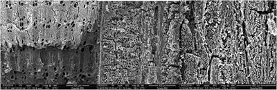 Plant exploitation and subsistence patterns of the Mesolithic in arid China: New evidence of plant macro-remains from the Pigeon Mountain site